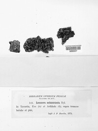 Lecanora subintricata image